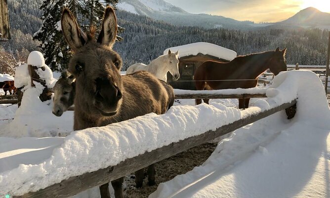Pferde und Esel im Schnee