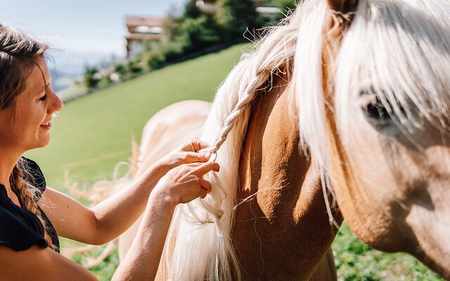 Horse grooming