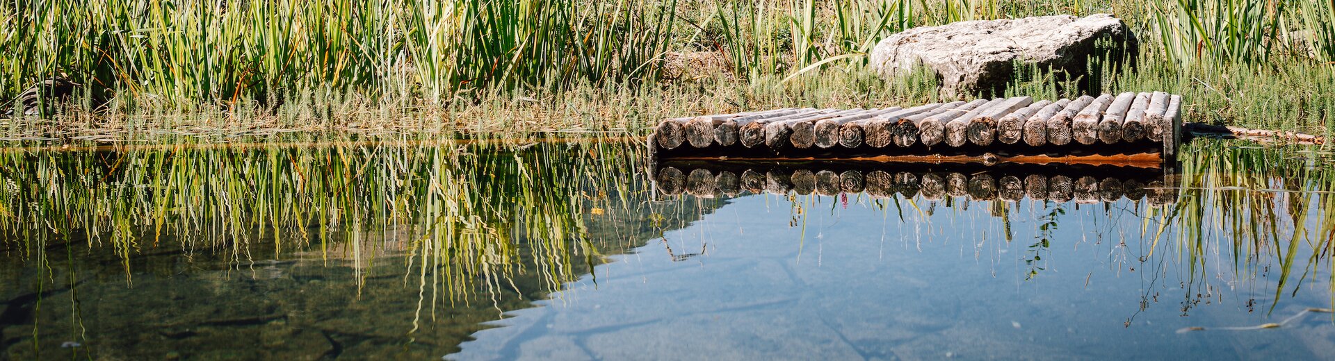 Ausschnitt vom Bio-Schwimmteich