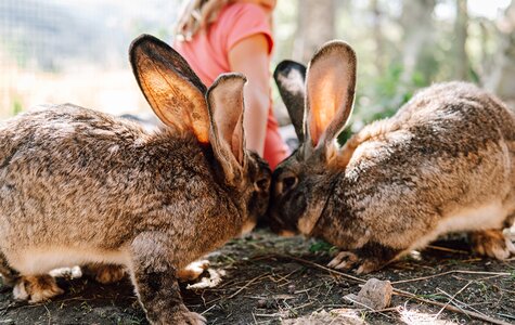 Kind beim Füttern der Hasen