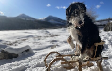 Haushund Leo sitzt am Schlitten im Schnee