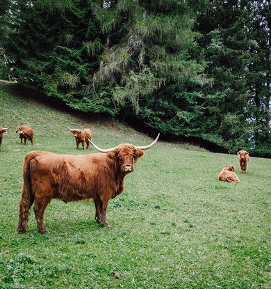 Hochlandrinder auf der Weide