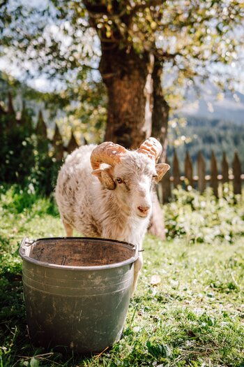 Ziegenbock im Freigehege