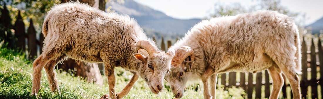 Tiere auf der Weide